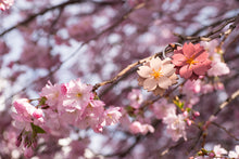 Laden Sie das Bild in den Galerie-Viewer, Sakura-Kirschblüten-Brosche + Grußkarte mit Linoldruck