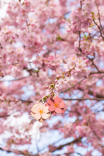 Laden Sie das Bild in den Galerie-Viewer, Sakura-Kirschblüten-Brosche + Grußkarte mit Linoldruck