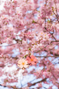 Sakura-Kirschblüten-Brosche + Grußkarte mit Linoldruck