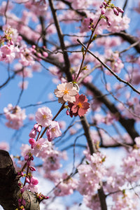 Sakura Cherry Blossom Keychain + linocut print greeting card